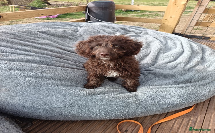 Australian Labradoodle dogs - Advert 1