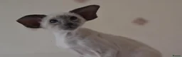 Siamese cats for sale: Tica Registered Blue Siamese Boy for reservation - Advert 3