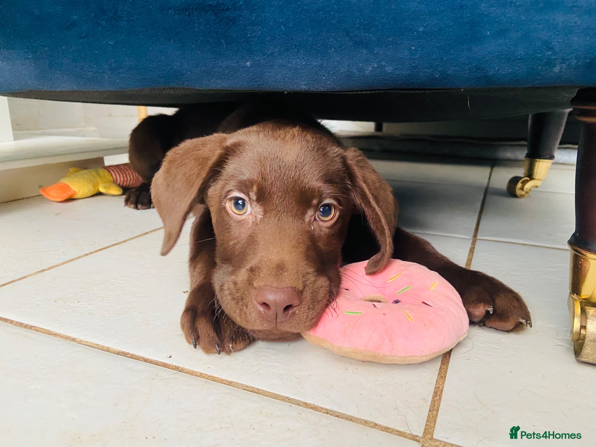 Labrador Retriever dogs KC registered Labradors - Advert 14