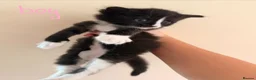 Mixed Breed cats for sale: Mixed breed kittens for sale in Witney - Advert 5