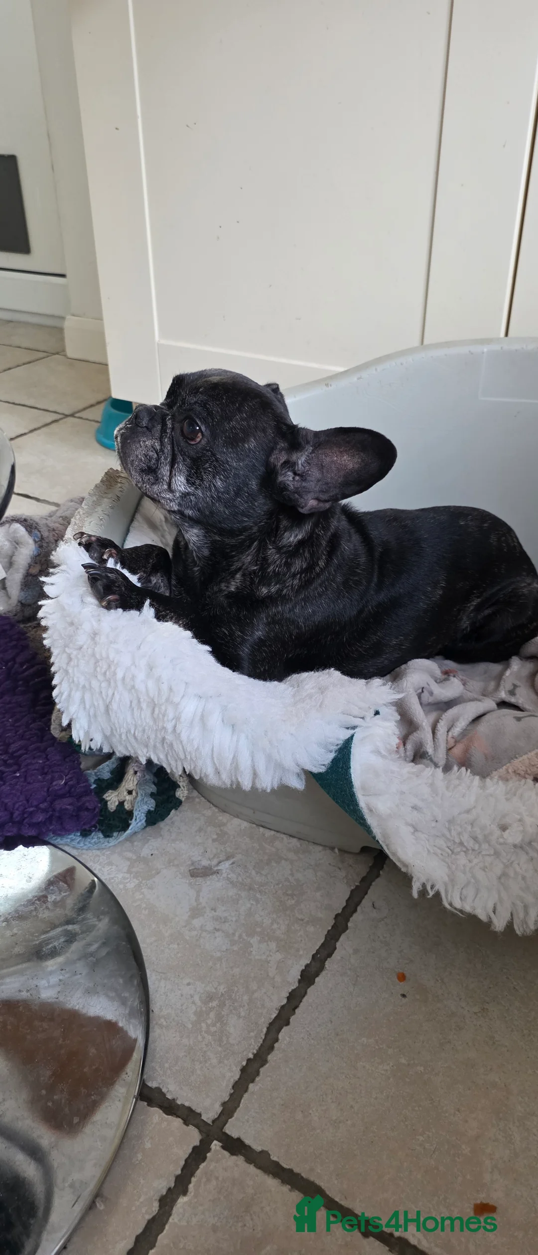 French Bulldog dogs for sale: Kc french bulldog - Advert 5