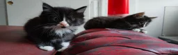 Mixed Breed cats for sale: Kitten Girl  - Advert 13
