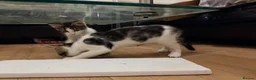 Maine Coon cats for sale: Half Maine Coon kittens  in Oldham - Advert 7