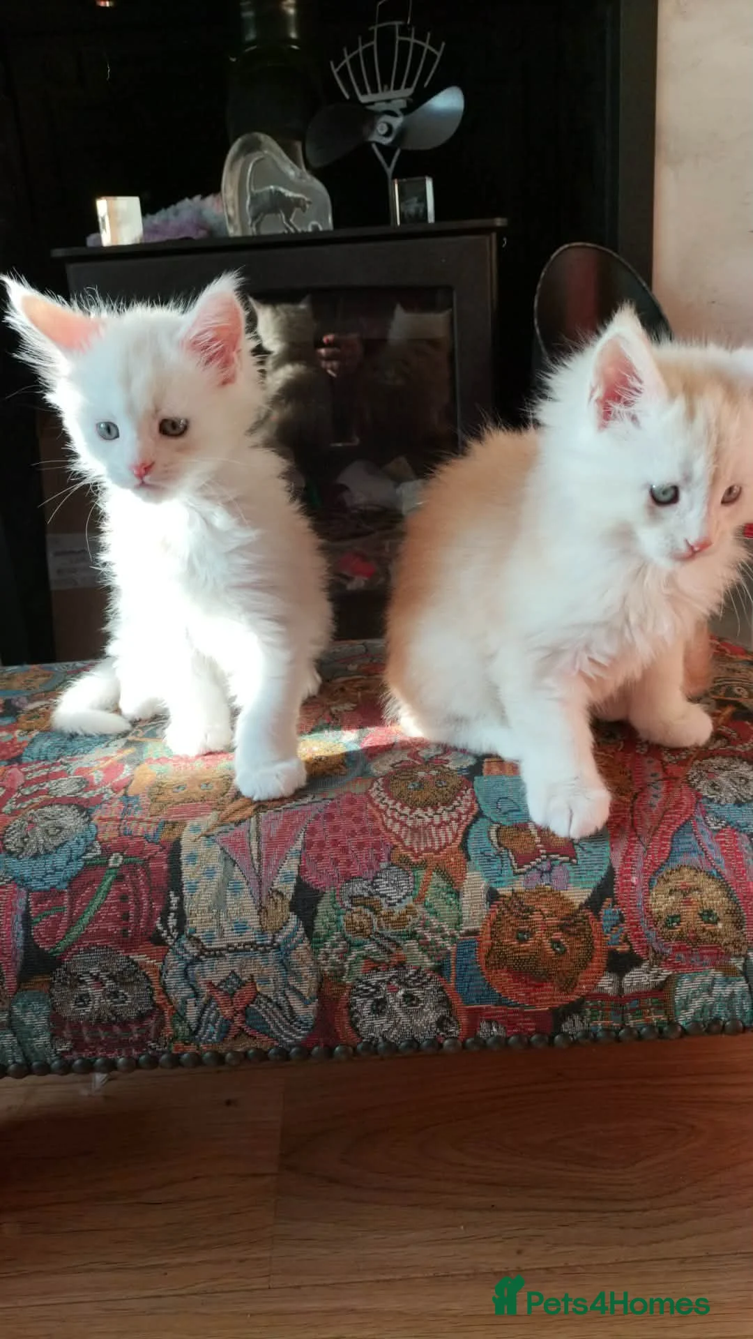 Maine Coon cats for sale: Adoreable Main Coon Kittens GCCF Reg - Advert 2