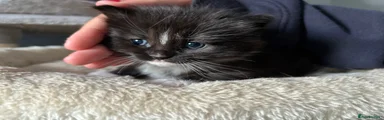 Mixed Breed Kitten 3