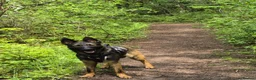 Belgian Shepherd Dog dogs for sale: Belgian Malinois/Shepherd - Advert 3