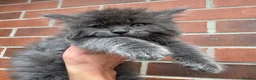 Ragcoon cats for sale: Ragdoll Maine Coon Babies - Advert 6