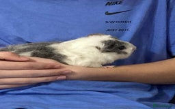 Guinea Pig rodents for sale: Male guinea pigs with cage and accessories  - Image 1