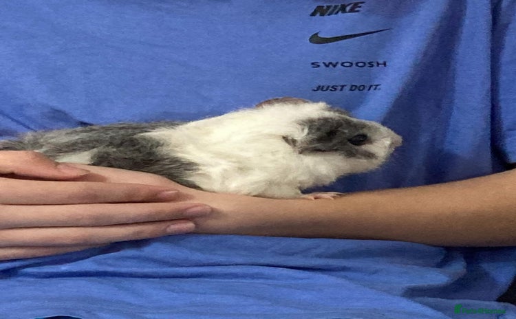 Guinea Pig rodents - Advert 12