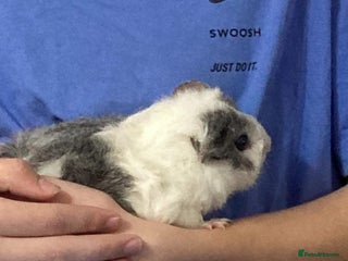 Guinea Pig rodents - Advert 30