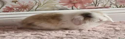 Mixed Breed rabbits for sale: Gorgeous baby bunny got  - Advert 2