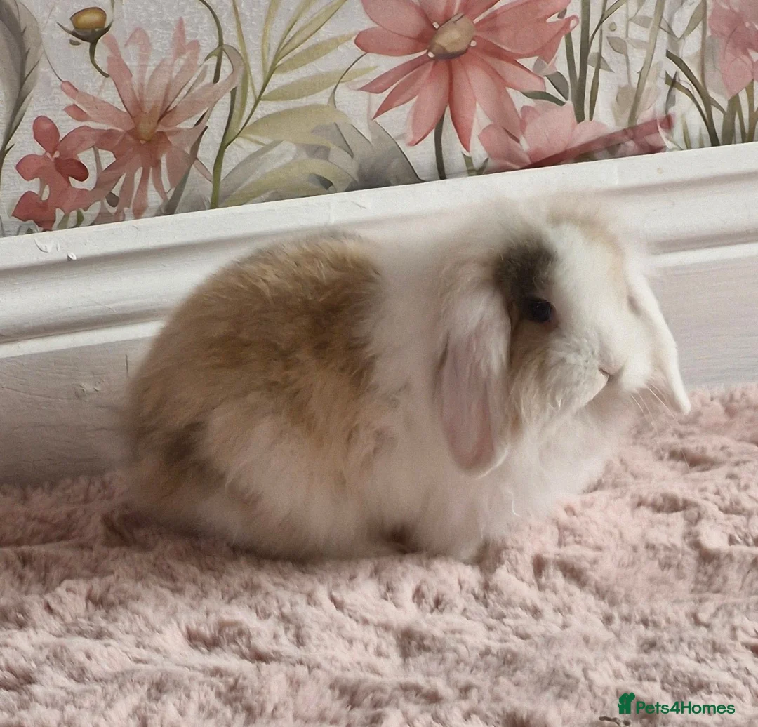 Mixed Breed rabbits for sale: Gorgeous baby bunny got  - Advert 2