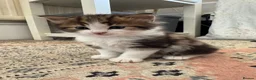 Mixed Breed cats for sale: Gorgeous Furr Babies  in Havant - Advert 16