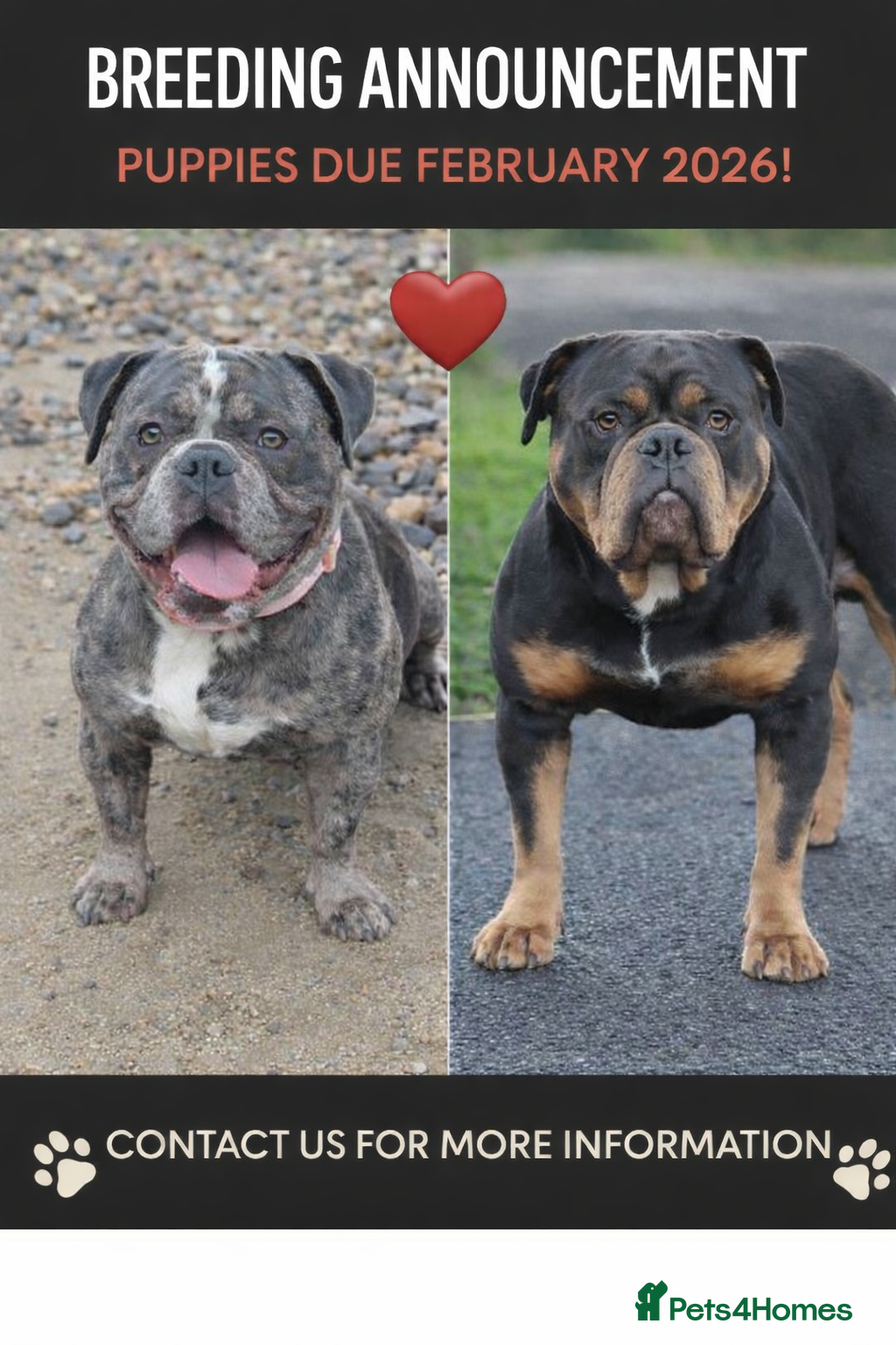 Olde English Bulldogge dogs 🐶 Litter pending – Olde English Bulldogge❤️ - Advert 2