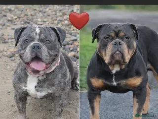 Olde English Bulldogge dogs 🐶 Litter pending – Olde English Bulldogge❤️ - Advert 20