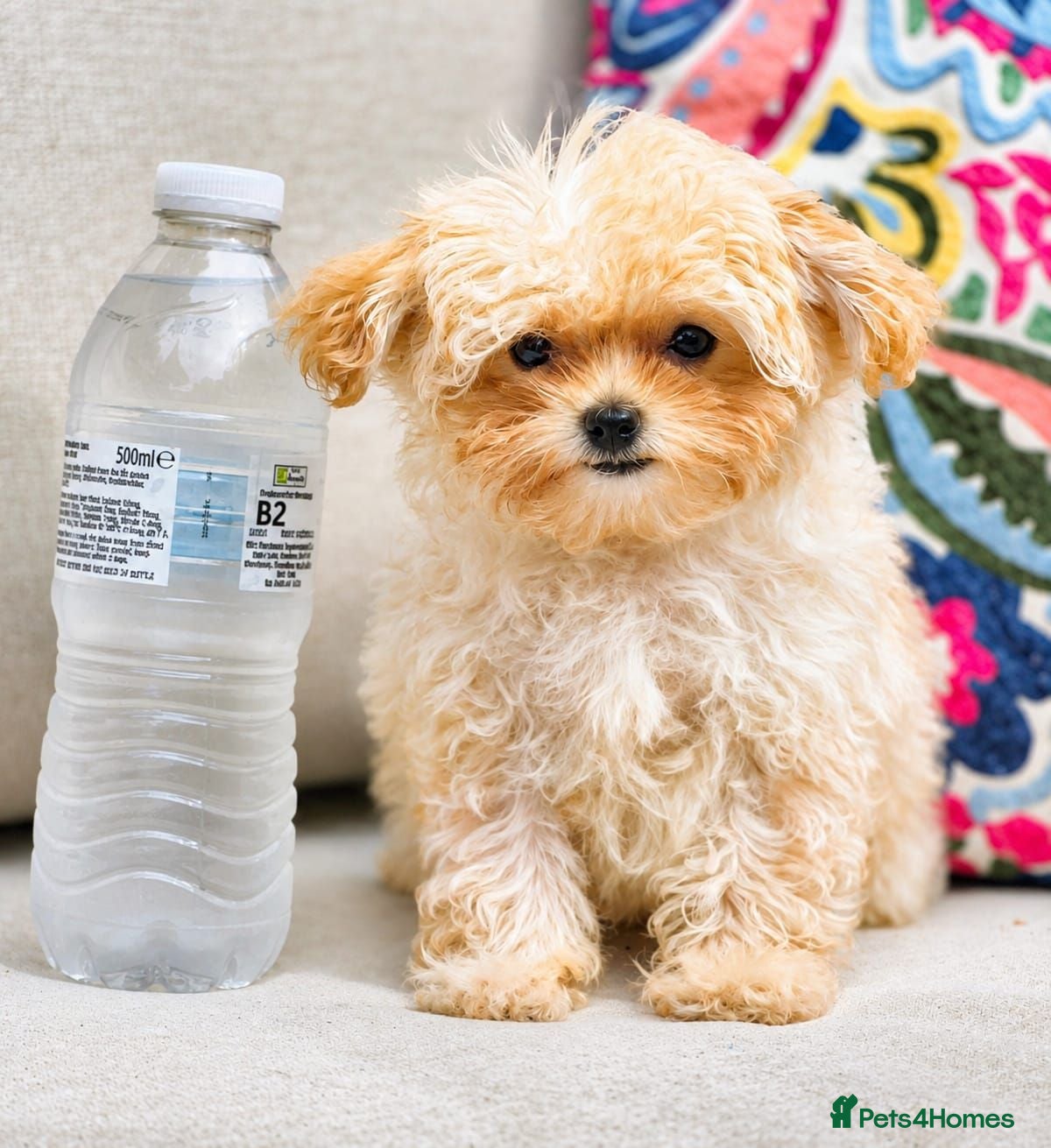 Maltipoo dogs Amazing TINY Korean Maltipoo Female Puppies. - Advert 1