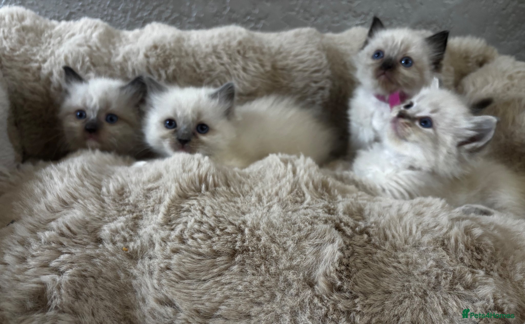 Ragdoll cats Gorgeous full ragdoll kittens  - Advert 5