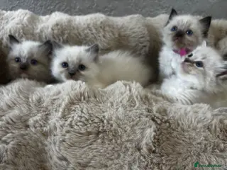 Ragdoll cats Gorgeous full ragdoll kittens - Advert 5