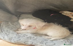 Bordoodle dogs for sale: 8 beutifull bordoodle puppys - Image 20