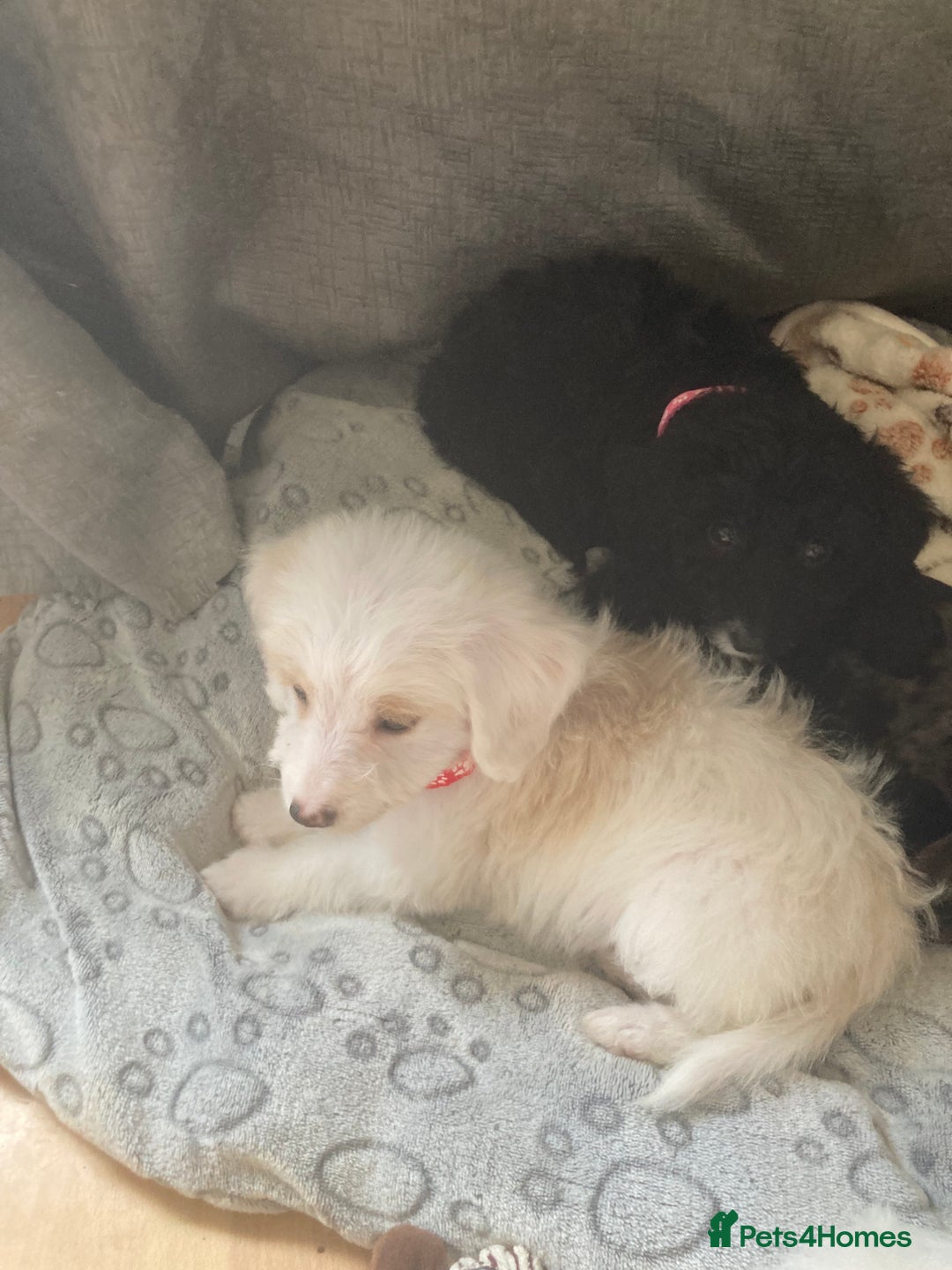 Bordoodle dogs for sale: 8 beutifull bordoodle puppys - Image 20
