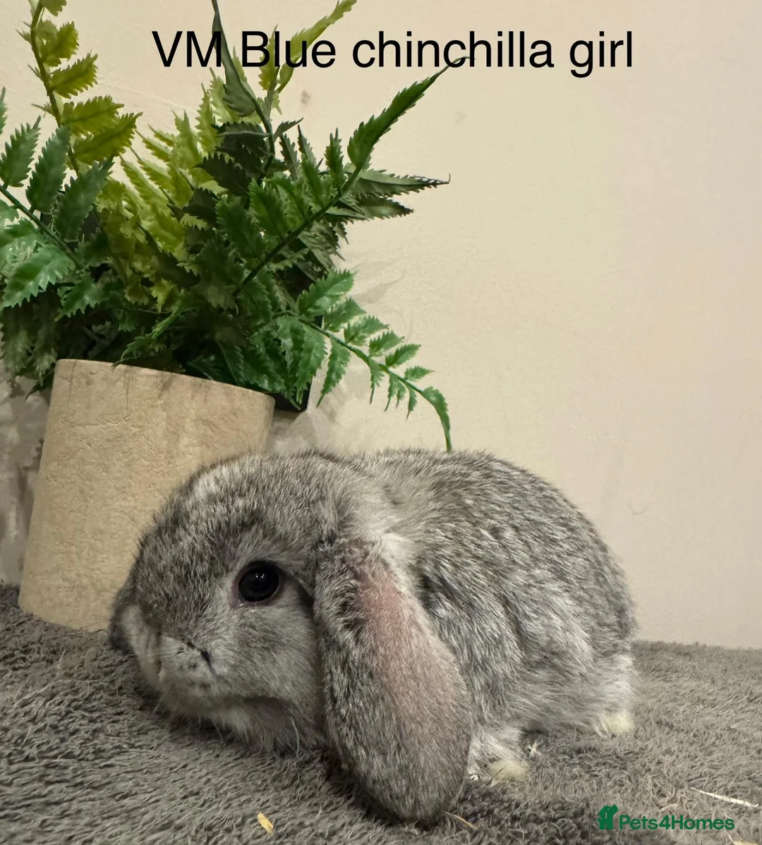 Mini Lop rabbits for sale: Stunning Mini Lops, Ready To Reserve - Advert 13