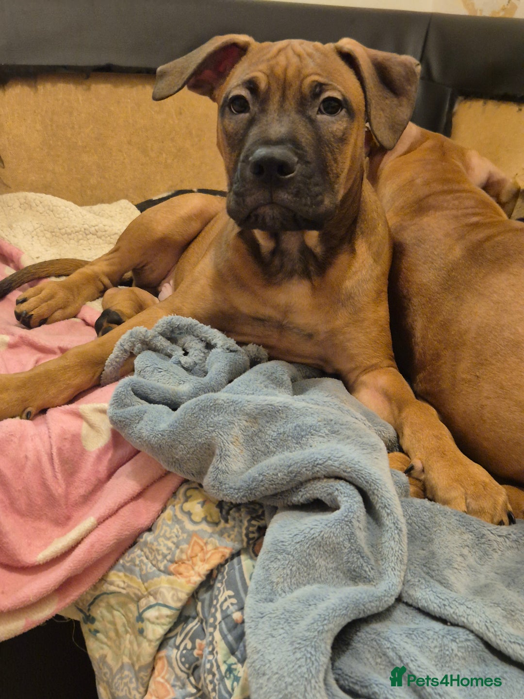 Mixed Breed dogs for sale: Bullmastiff x puppies 🐶  - Advert 18