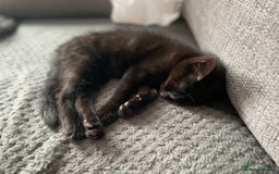 Mixed Breed cats for sale: Two beautiful mixed breed kittens  - Image 2