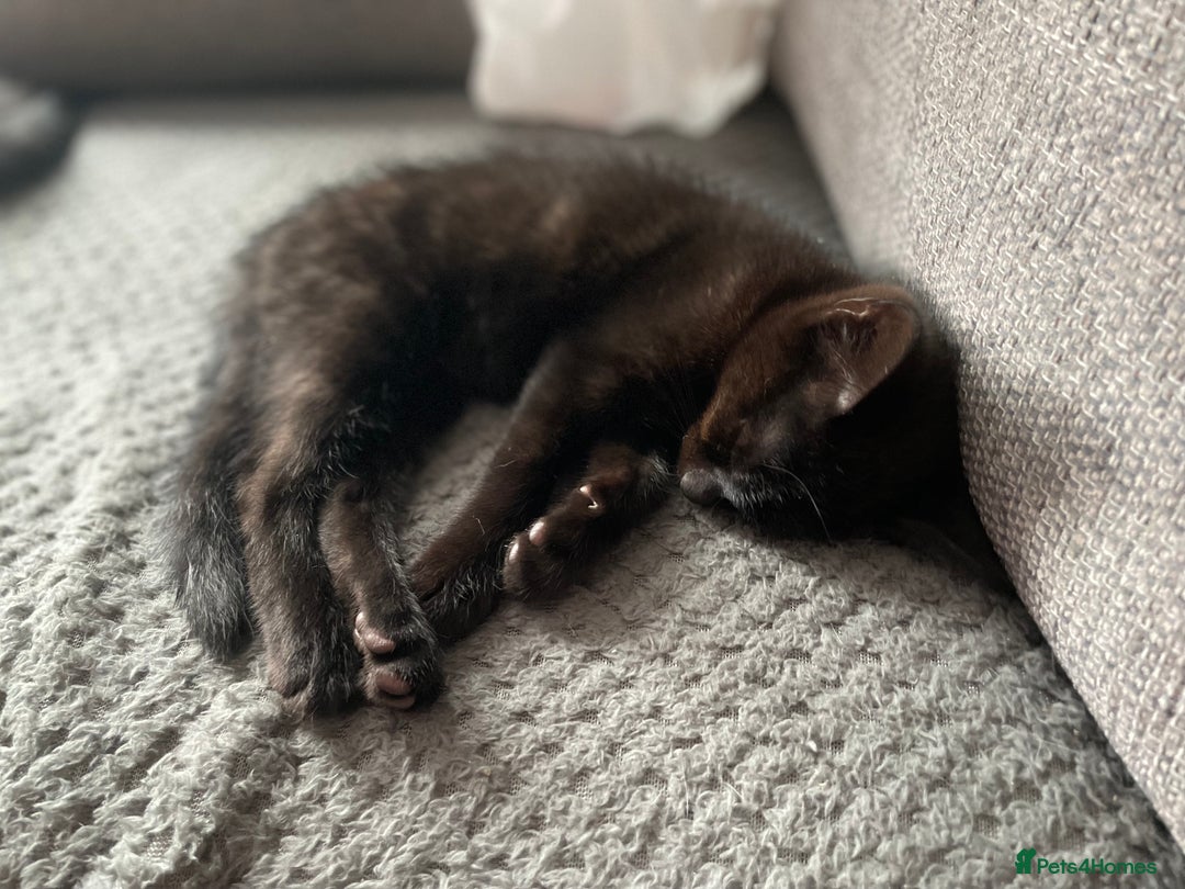 Mixed Breed cats for sale: Two beautiful mixed breed kittens  - Image 2