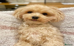 Maltipoo dogs for sale: Gorgeous Girl Ella 7 Months Old - Image 6