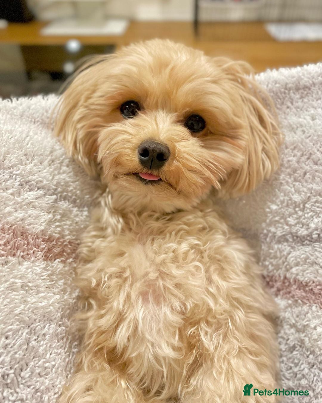 Maltipoo dogs for sale: Gorgeous Girl Ella 7 Months Old - Image 6