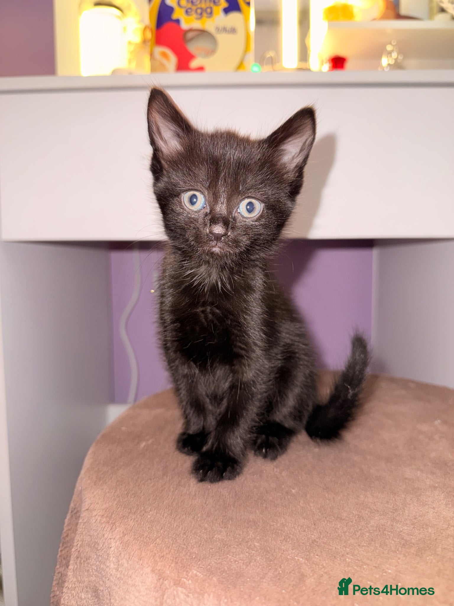 Mixed Breed cats Black kittens ready now – playful & loving - Advert 3