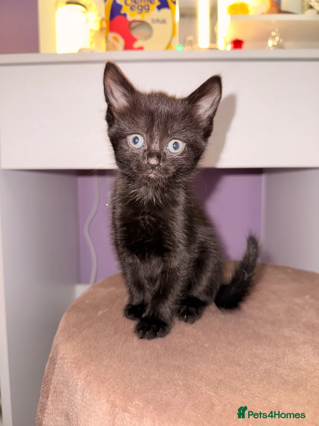 Mixed Breed cats for sale: Black kittens ready now – playful & loving in Feltham - Advert 1