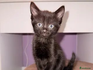 Mixed Breed cats Black kittens ready now – playful & loving - Advert 3