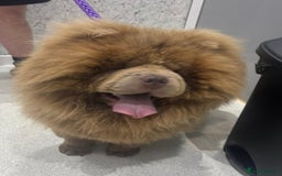 Chow Chow dogs for sale: Stunning kc chow chow  - Advert 10