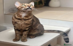 Bengal cats for sale: Salvador - bengal cat - Image 2