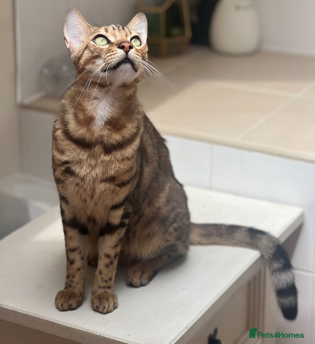 Bengal cats for sale: Salvador - bengal cat - Image 2