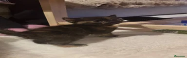 Mocha 