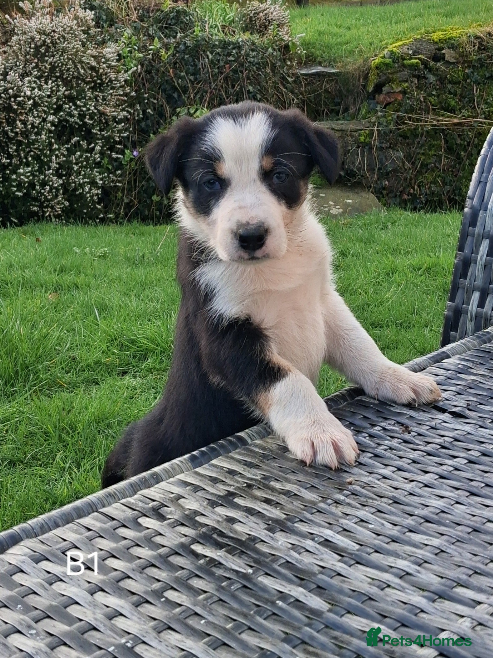 Border Collie dogs Beautiful Tri Colour Border Collie Puppies 🐶  - Advert 3