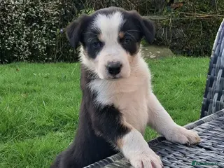 Border Collie dogs Beautiful Tri Colour Border Collie Puppies 🐶 - Advert 3
