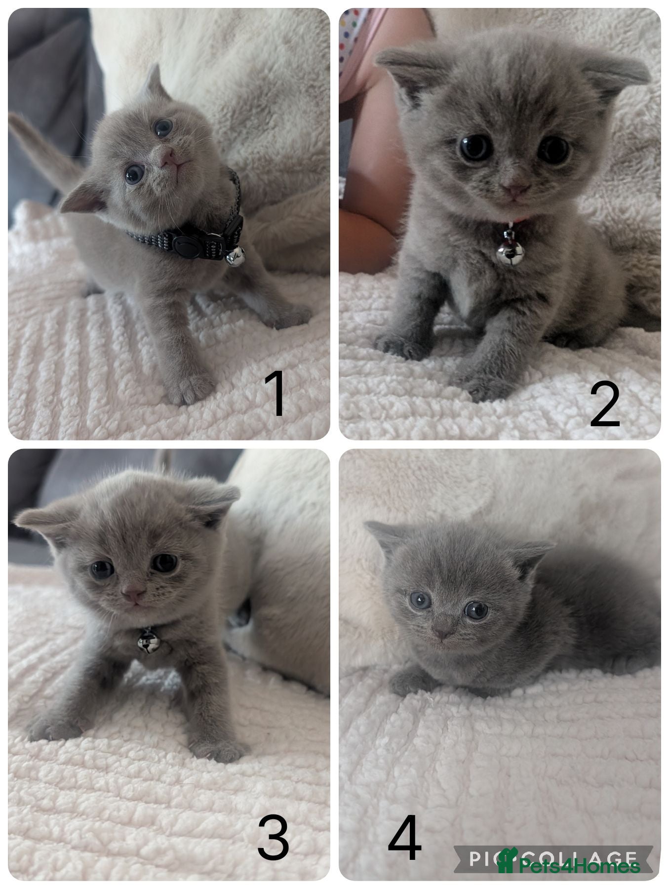 British Shorthair cats British shorthair kittens  - Advert 2