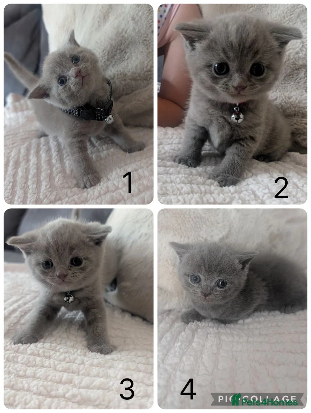 British Shorthair cats for sale: British shorthair kittens  - Advert 1