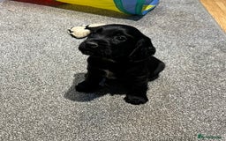Cocker Spaniel dogs for sale: Beautiful show type puppies  - Image 12