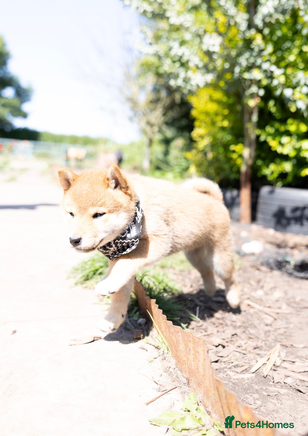 Japanese Shiba Inu dogs Outstanding original Japanese Shiba Inu puppies  - Advert 1