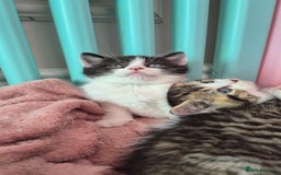 Mixed Breed cats for sale: British short hair cross  - Image 6