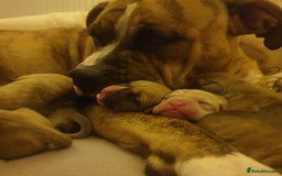 Mixed Breed dogs for sale: Boxer/Staff/Cane Corso Puppies for Sale - Advert 40