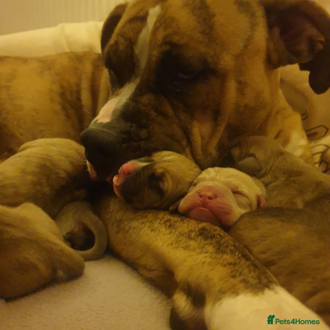 Mixed Breed dogs for sale: Boxer/Staff/Cane Corso Puppies for Sale - Advert 40