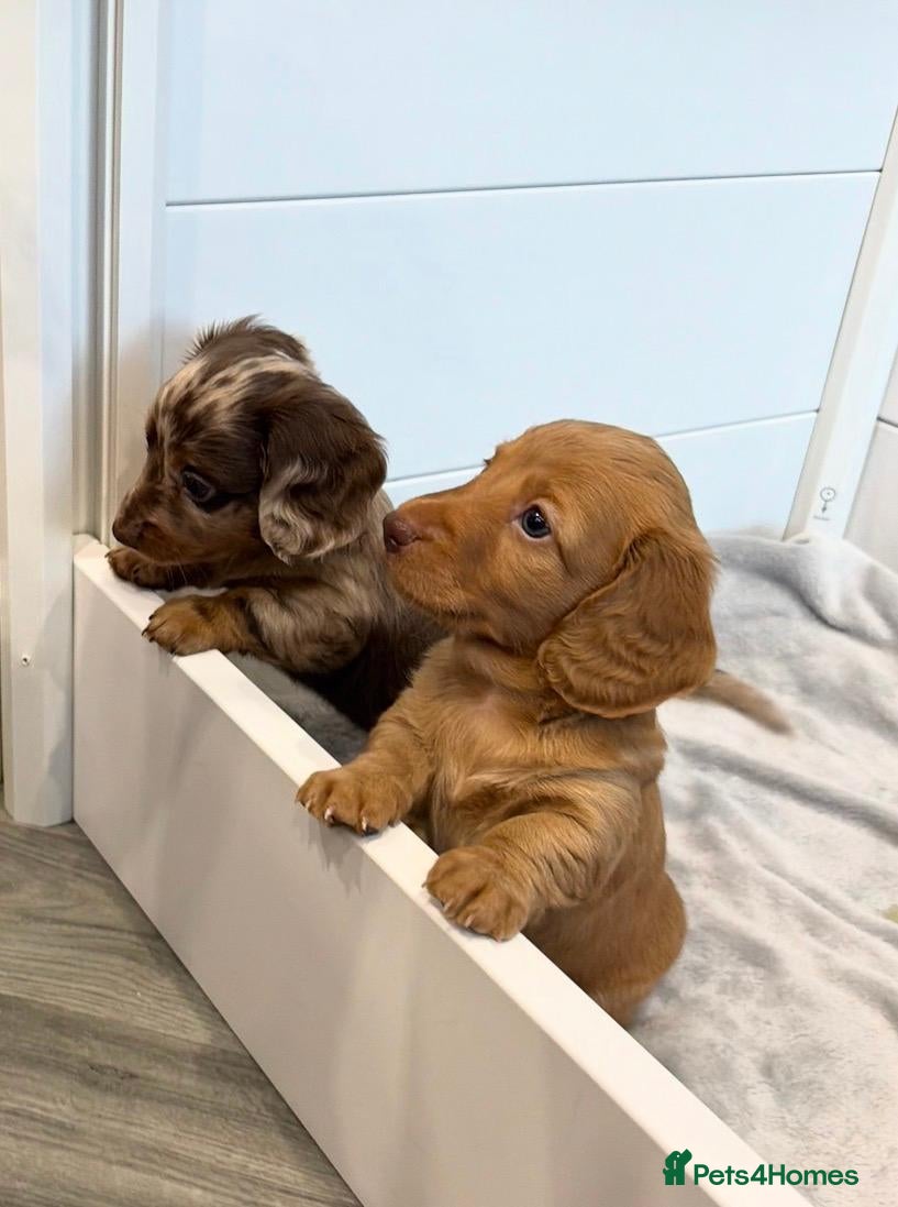 Miniature Dachshund dogs for sale: KC Long Haired Mini Dachshund. Red Boy. PRA Clear - Advert 20