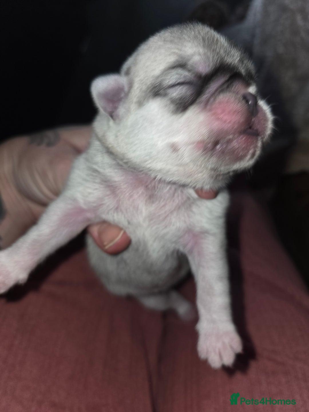 Pug dogs for sale: Stunning rare silver platinum panda purebreed pugs - Advert 1