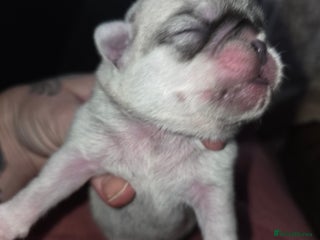 Pug dogs Stunning rare silver platinum panda purebreed pugs - Advert 2