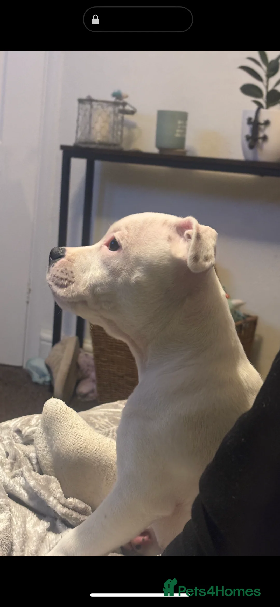 Staffordshire Bull Terrier dogs for sale: 13 week old female Staffordshire bull terrier  - Advert 4